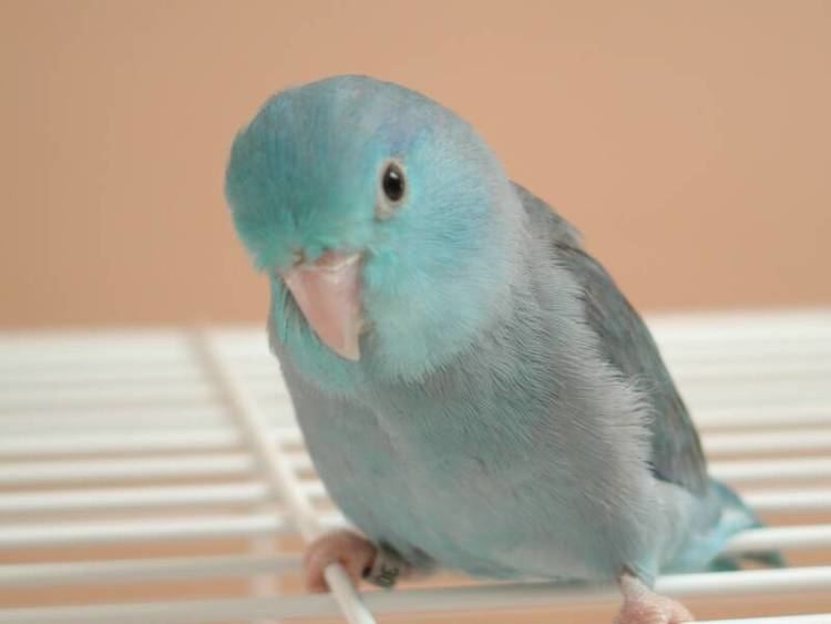 Parrotlet 1000 images about Adorable parrotlets on Pinterest Web instagram