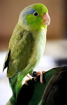 Parrotlet httpsuploadwikimediaorgwikipediacommonsthu