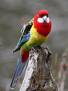 Parrots of New Zealand httpsuploadwikimediaorgwikipediacommonsthu