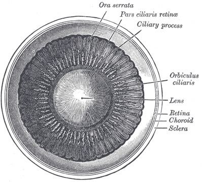 Pars ciliaris retinae