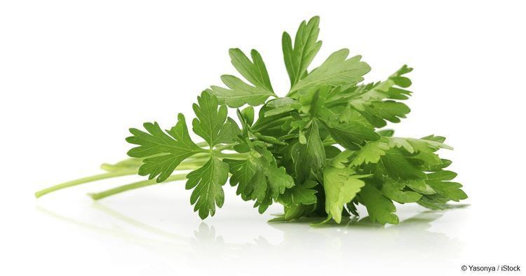 Parsley What is Parsley Good For Mercolacom