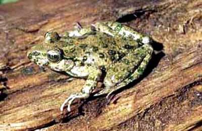 Parsley frog Parsley Frog France