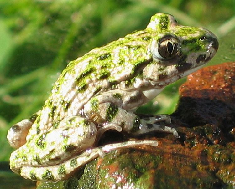 Parsley frog httpsuploadwikimediaorgwikipediacommons88