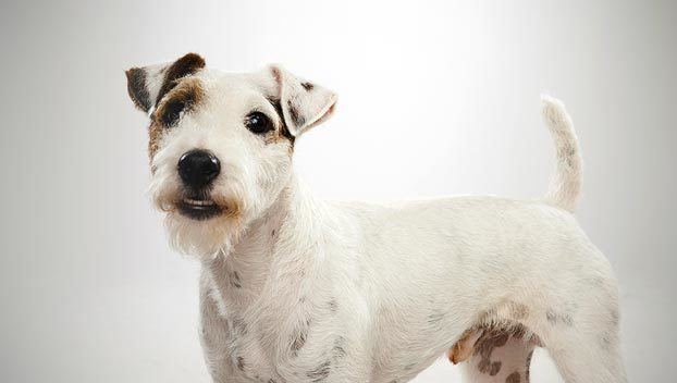 Parson Russell Terrier Parson Russell Terrier Dog Breed Selector Animal Planet