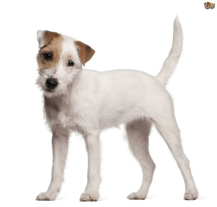 Parson Russell Terrier What to look for in a quality Parson Russell terrier Pets4Homes