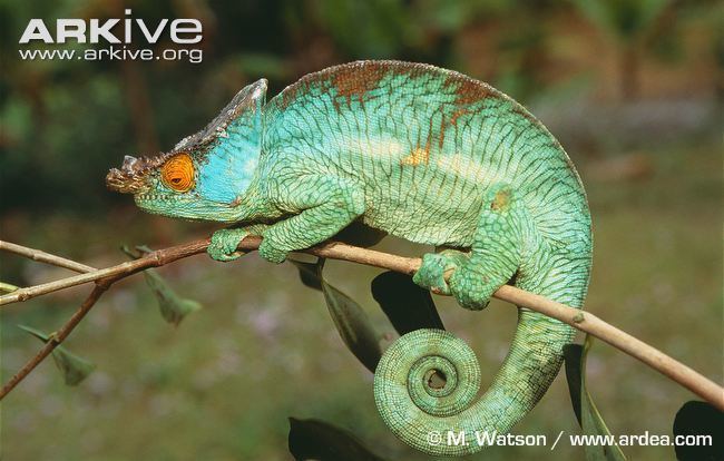 Parson's chameleon Parson39s chameleon photo Calumma parsonii G15027 ARKive