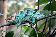 Parson's chameleon httpsuploadwikimediaorgwikipediacommonsthu