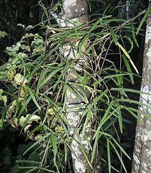 Parsonsia capsularis httpsuploadwikimediaorgwikipediacommonsthu