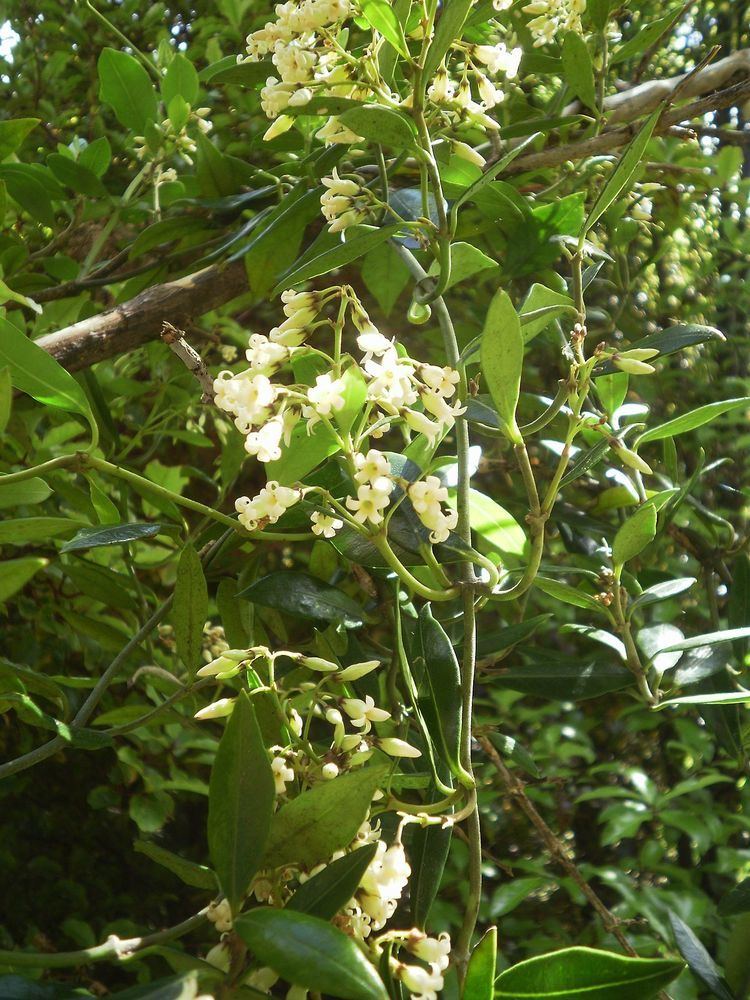 Parsonsia heterophylla httpsuploadwikimediaorgwikipediacommonsthu