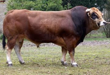 Parthenaise Bull semen for Beef Sires gtgt Parthenaise