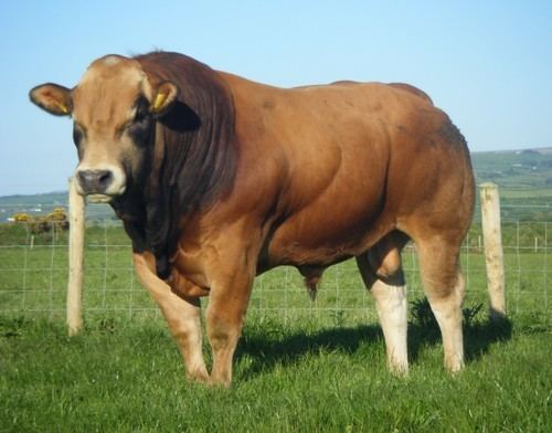 Parthenaise The Irish Parthenaise Cattle Breed Society