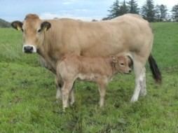 Parthenaise McGowan Parthenaise Herd The Irish Parthenaise Cattle Breed Society