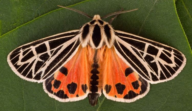 Parthenice tiger moth httpsc1staticflickrcom652445361301175dcf5