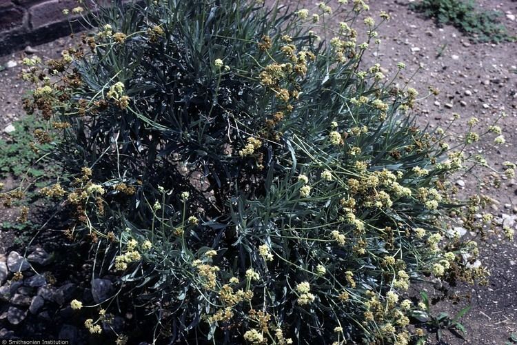 Parthenium argentatum Plants Profile for Parthenium argentatum guayule
