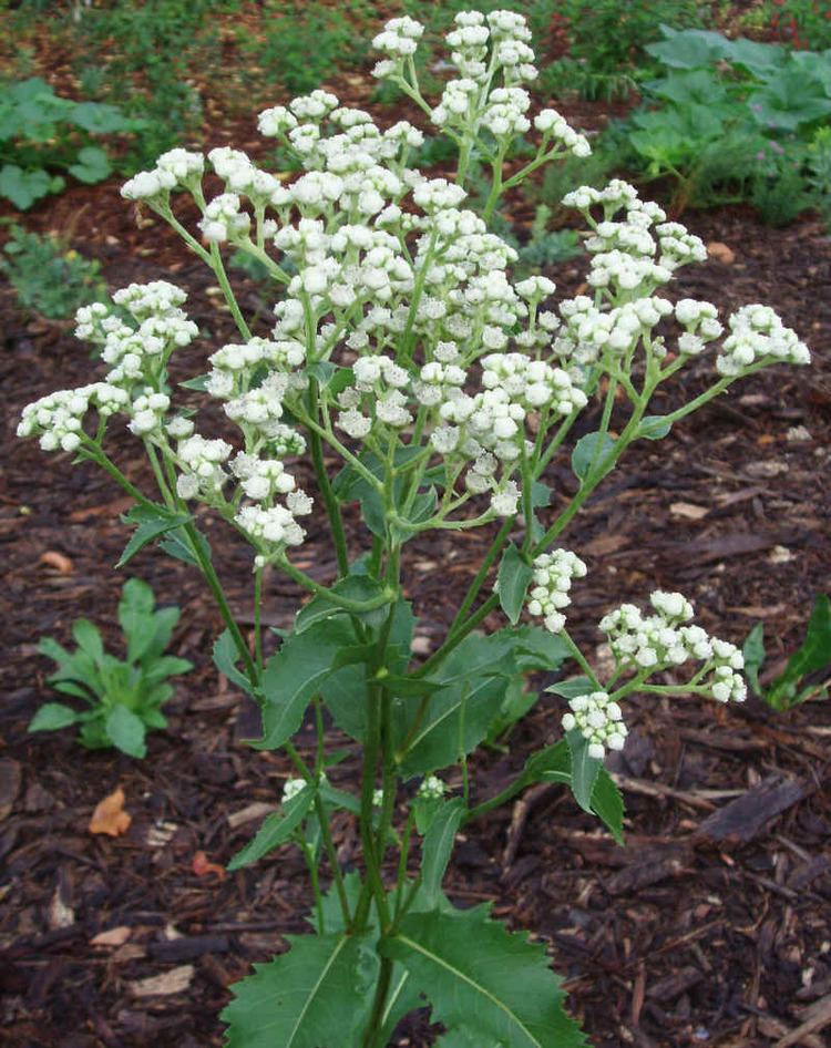 Parthenium integrifolium Parthenium integrifolium Wild Quinine American Feverfew Seed amp Plants