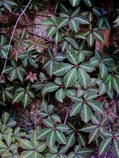 Parthenocissus henryana henryana