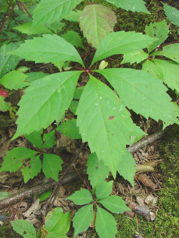 Parthenocissus quinquefolia Parthenocissus quinquefolia Virginiacreeper woodbine Go Botany
