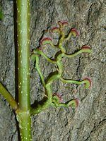 Parthenocissus quinquefolia Parthenocissus quinquefolia Wikipedia