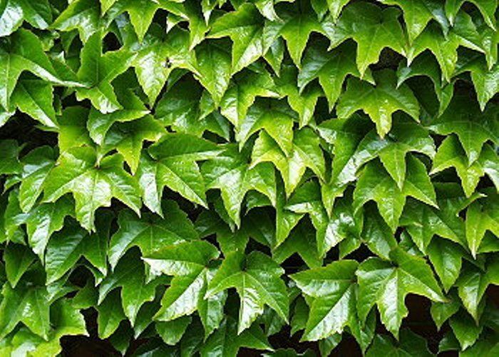Parthenocissus tricuspidata Plant of the month Boston Ivy