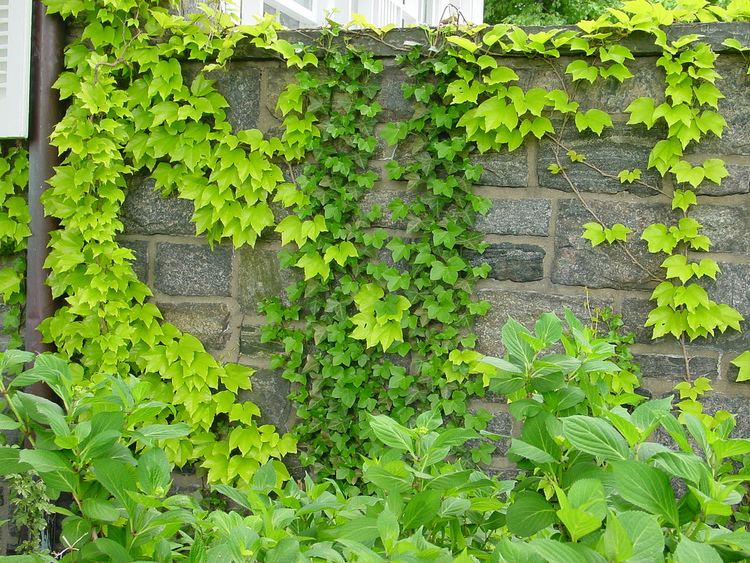 Parthenocissus tricuspidata Parthenocissus tricuspidata 39Fenway Park39 Golden Leaf Boston Ivy