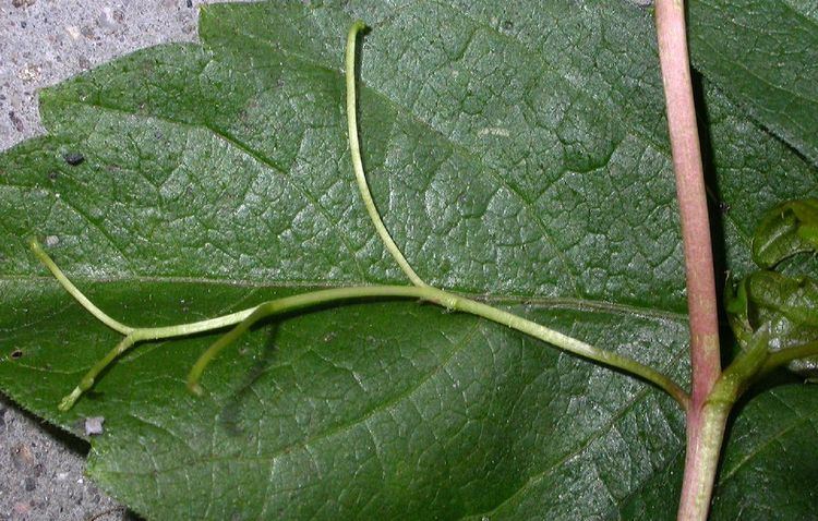 Parthenocissus vitacea Parthenocissus vitacea CLIMBERS