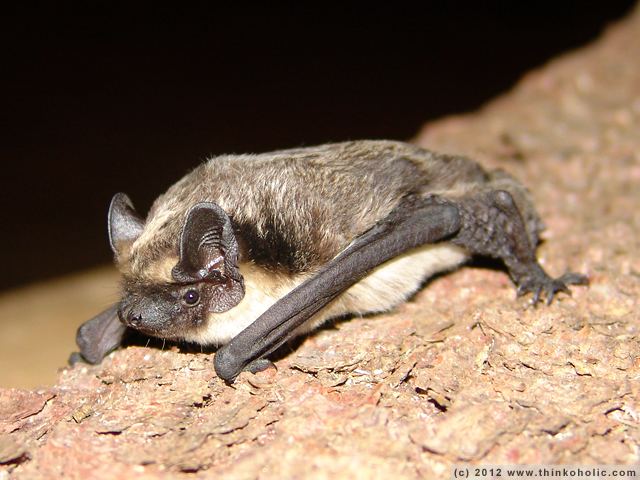 Parti-coloured bat vespertilio murinus en particoloured bat rearmouse de
