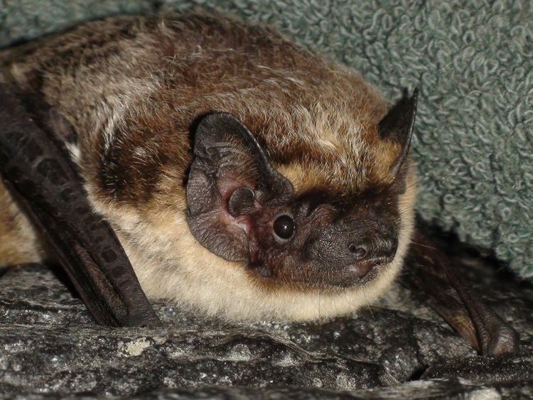 Parti-coloured bat Particoloured Bat Vespertilio murinus Daniel Hargreaves Flickr