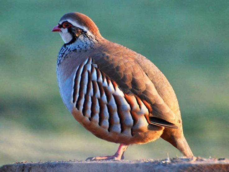 Partridge 1000 ideas about Partridge on Pinterest Quails Beautiful birds