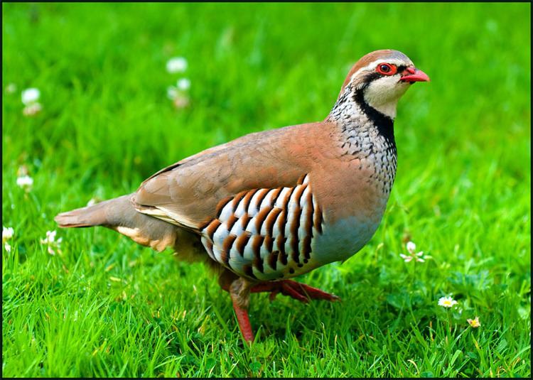 Partridge 1000 images about Partridge is my last name so on Pinterest