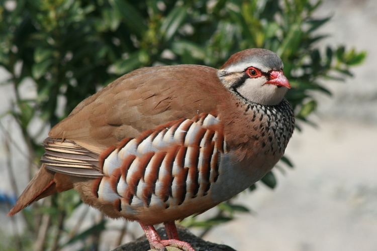 Partridge Redlegged partridge New Zealand Birds Online