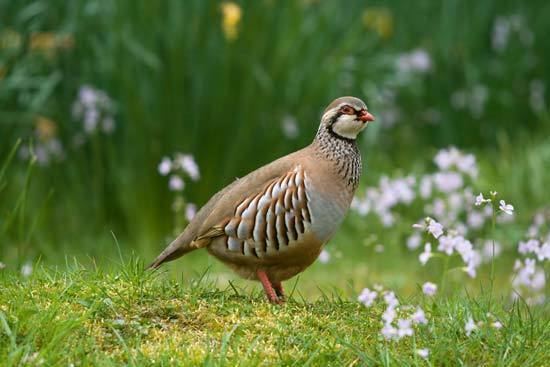 Partridge partridge bird Britannicacom