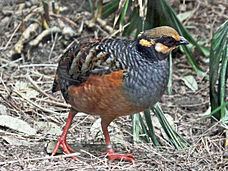 Partridge Partridge Wikipedia