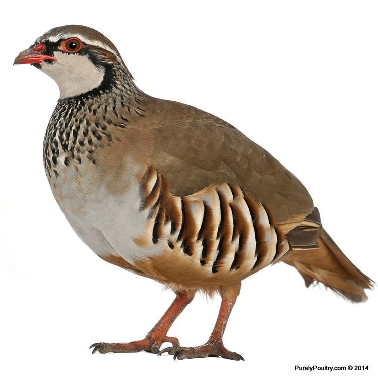 Partridge Partridge for Sale