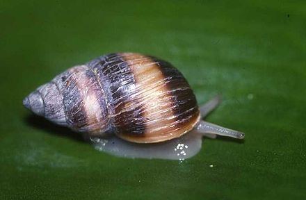Partula (gastropod) Partula gastropod WikiVisually
