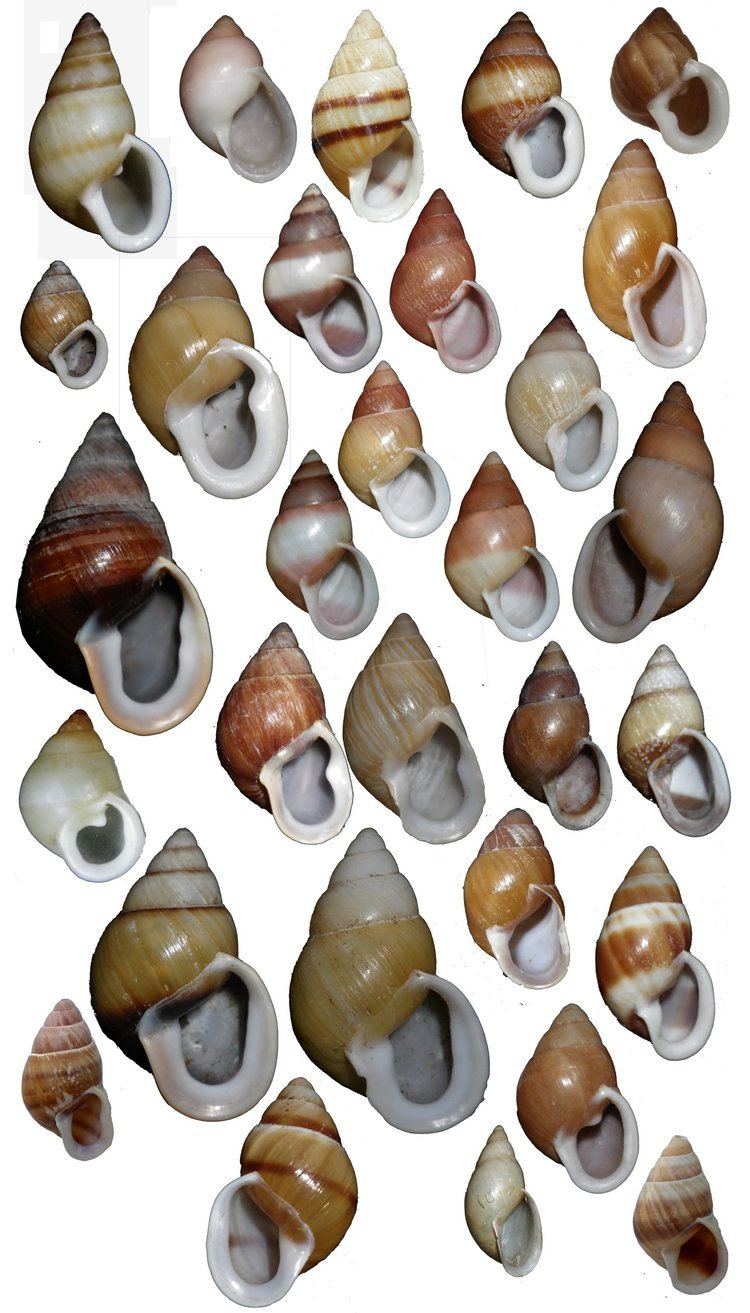 Partula (gastropod) islandbiodiversitycomdiversityjpg