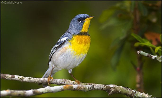 Parula Northern Parula Warbler