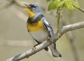 Parula Northern Parula Identification All About Birds Cornell Lab of