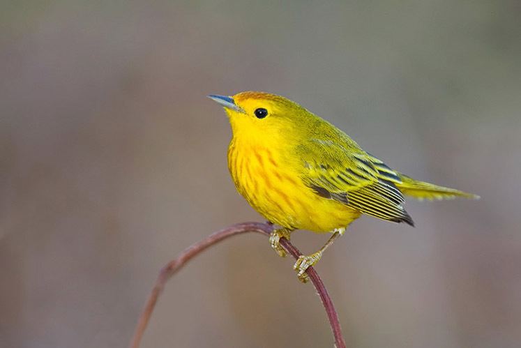 Parula amcnhorgresourcesguidesbirdsimagesSetophaga