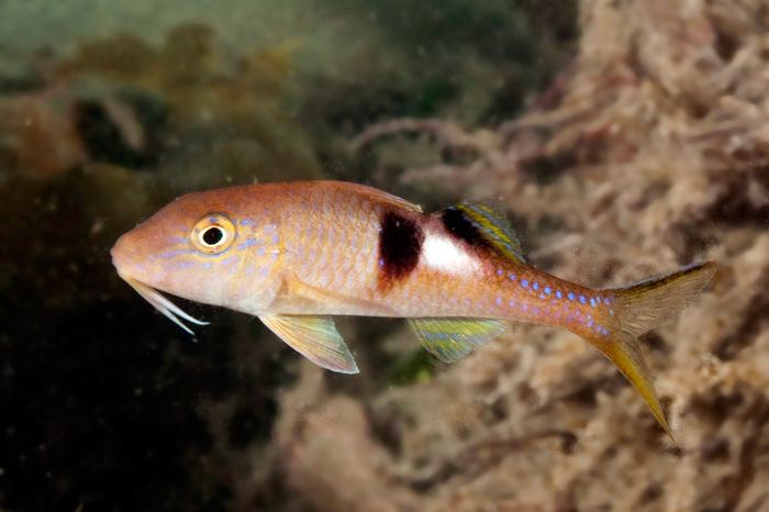 Parupeneus pleurostigma fishesofaustralianetauImagesImageParupPleuros