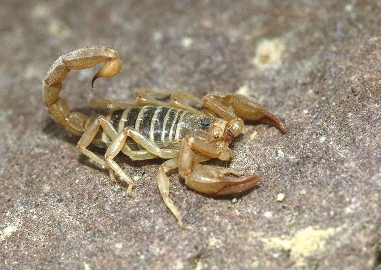 Paruroctonus boreus Northern Scorpion Paruroctonus boreus Species