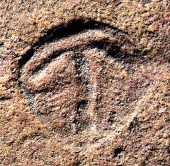 Parvancorina Origins of Trilobites