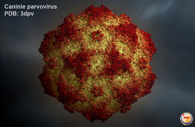 Parvovirus Virusworld Canine Parvovirus