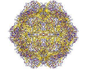 Parvovirus httpsuploadwikimediaorgwikipediacommonsthu