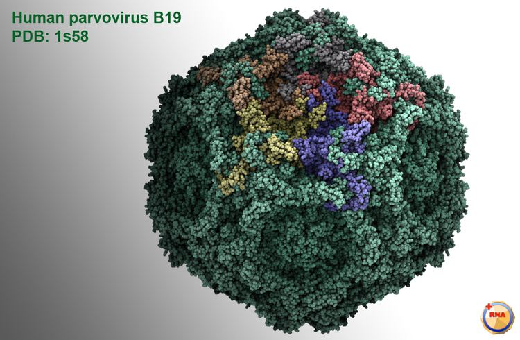 Parvovirus Virusworld Human parvovirus B19