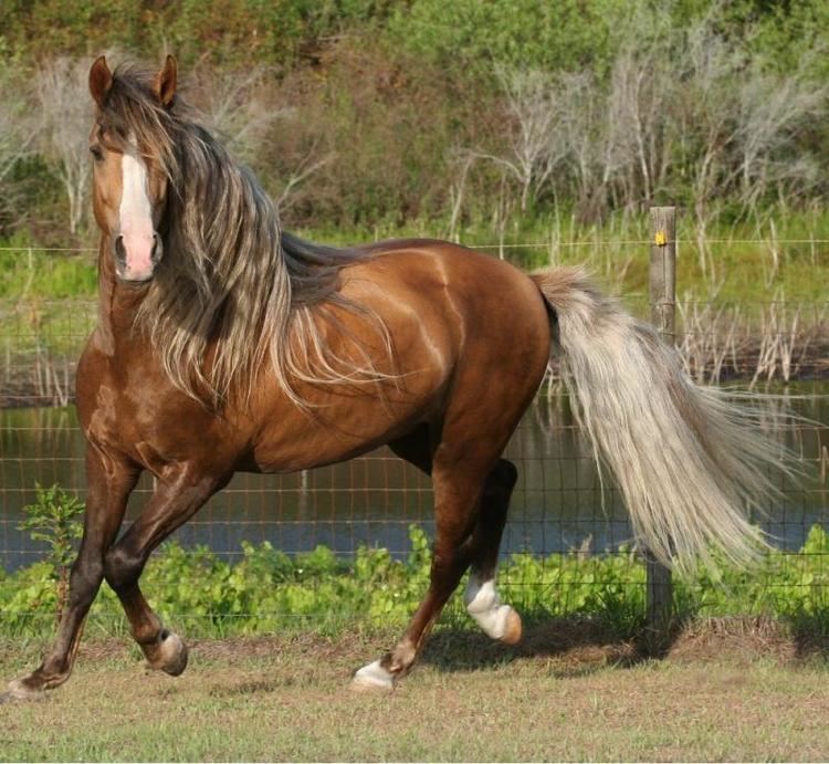 Paso Fino Horse Iron Horse Paso Finos PresentingquotCale39s Helado Oroquot our