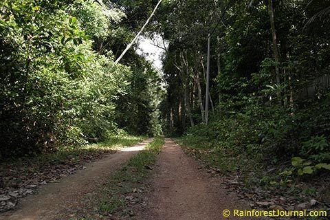 Pasoh Forest Reserve wwwrainforestjournalcomwpcontentuploads2015