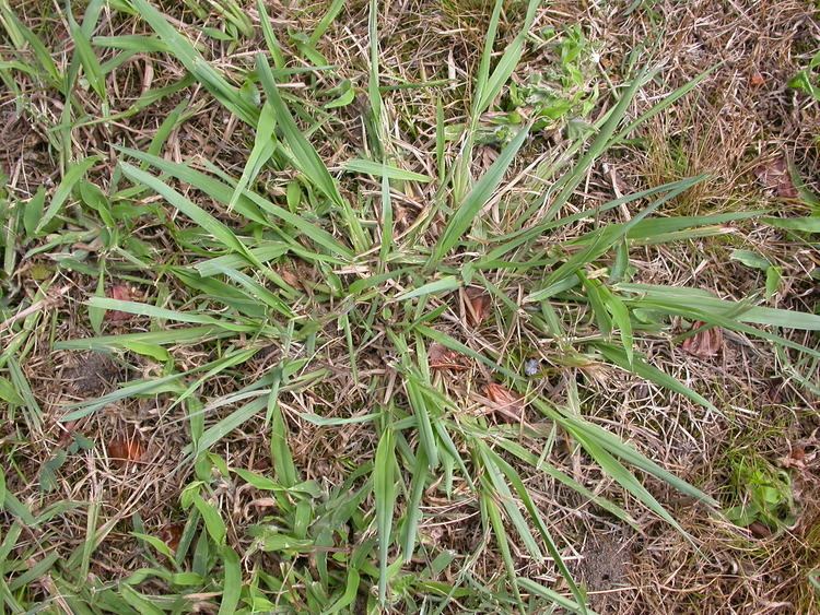 Paspalum Paspalum Living Turf