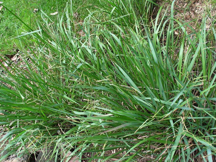 Paspalum scrobiculatum Paspalum scrobiculatum Useful Tropical Plants