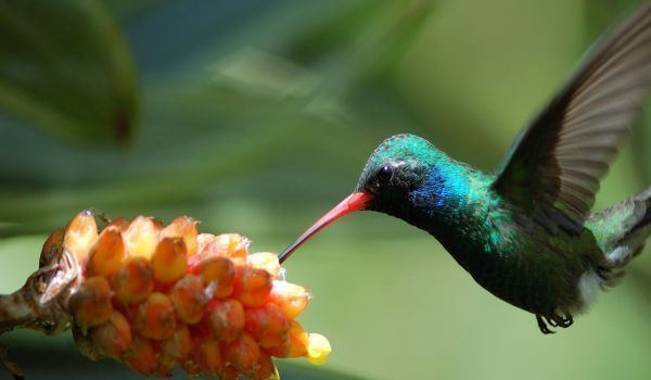 Pasărea Colibri 200 de ani tehnica prin care pasrea colibri bea nectar a fost