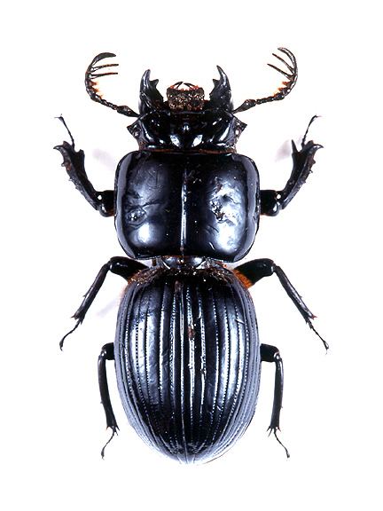 Passalidae godofinsectscom Passalid or Peg Beetles Passalidae